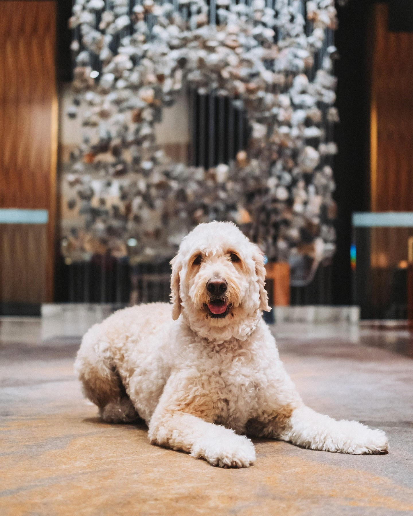 image  1 Delano Las Vegas - Treat yourself and your pup to a vacation