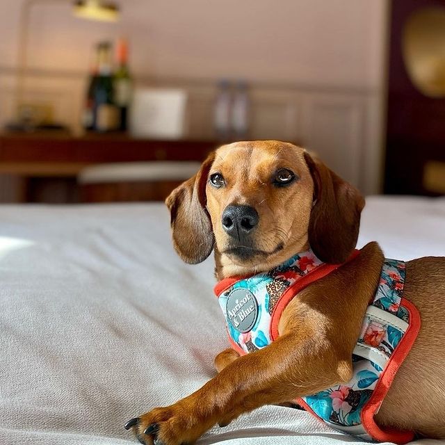 Hôtel Grand Powers - We are a pet-friendly hotel and we can not wait to welcome your cutest friend