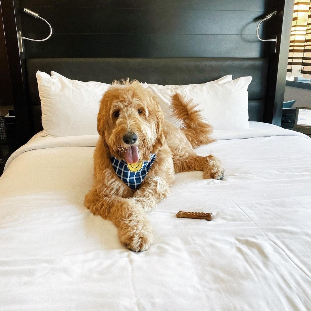 Vdara Hotel & Spa - Exceeding your furry friend’s standards